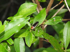 Pseudomops septentrionalis