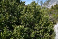 Podocarpus elongatus