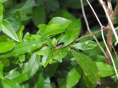 Pseudomops septentrionalis