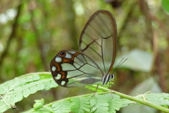 Pseudohaetera hypaesia