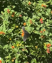 Papilioninae