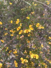 Dillwynia tenuifolia