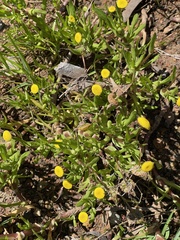 Cotula coronopifolia