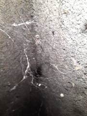 Physocyclus globosus