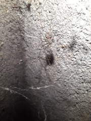 Physocyclus globosus