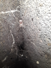 Physocyclus globosus