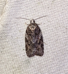 Acleris gloveranus