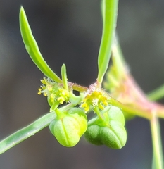 Euphorbia bilobata