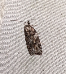 Acleris gloveranus