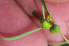 Euphorbia bilobata