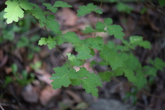 Toxicodendron pubescens