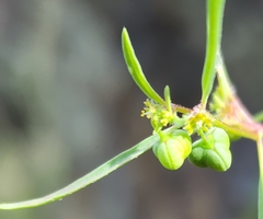 Euphorbia bilobata