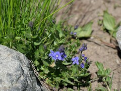 Veronica cusickii