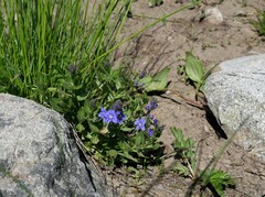 Veronica cusickii
