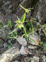 Euphorbia bilobata