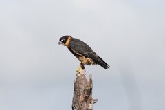 Falco deiroleucus