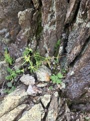 Euphorbia bilobata