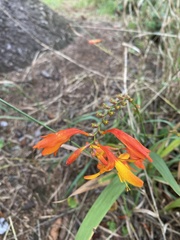 Crocosmia
