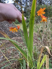 Crocosmia