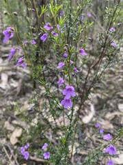 Prostanthera scutellarioides