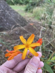 Crocosmia