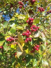 Crataegus chrysocarpa