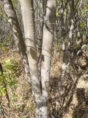 Crataegus chrysocarpa