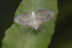 Musotiminae