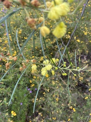 Acacia elongata