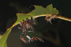 Harrisimemna trisignata