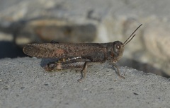 Arphia pseudonietana