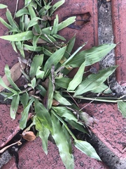 Paspalum langei