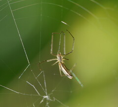 Tetragnatha