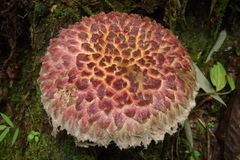 Boletellus
