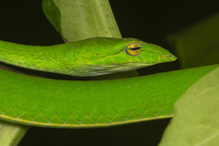 Ahaetulla prasina