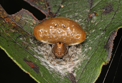 Mastophora phrynosoma