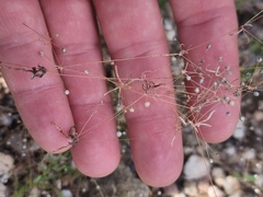 Hypertelis umbellata