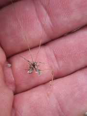 Hypertelis umbellata