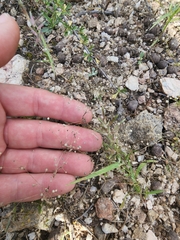 Hypertelis umbellata