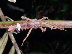 Heteropteryx dilatata