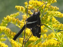 Chioides albofasciatus