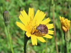 Homaemus aeneifrons