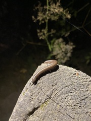 Cylindroiulus caeruleocinctus