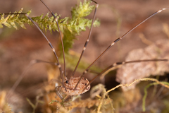 Sclerosomatidae