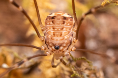 Sclerosomatidae