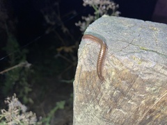 Cylindroiulus caeruleocinctus