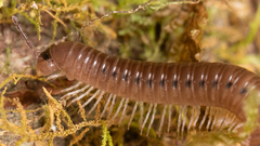 Parajulidae