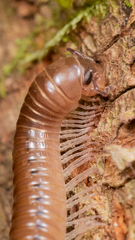 Parajulidae