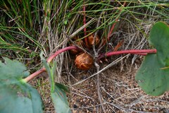 Protea cordata