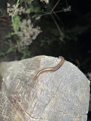 Cylindroiulus caeruleocinctus